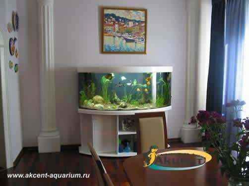 Акцент-Аквариум, аквариум 350 литров с гнутым передним стеклом с живыми растениями